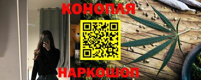 сатива Новозыбков
